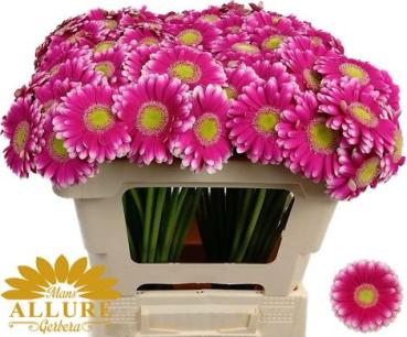 Vollsortiment Gerbera LAUDA - 1 Stiel